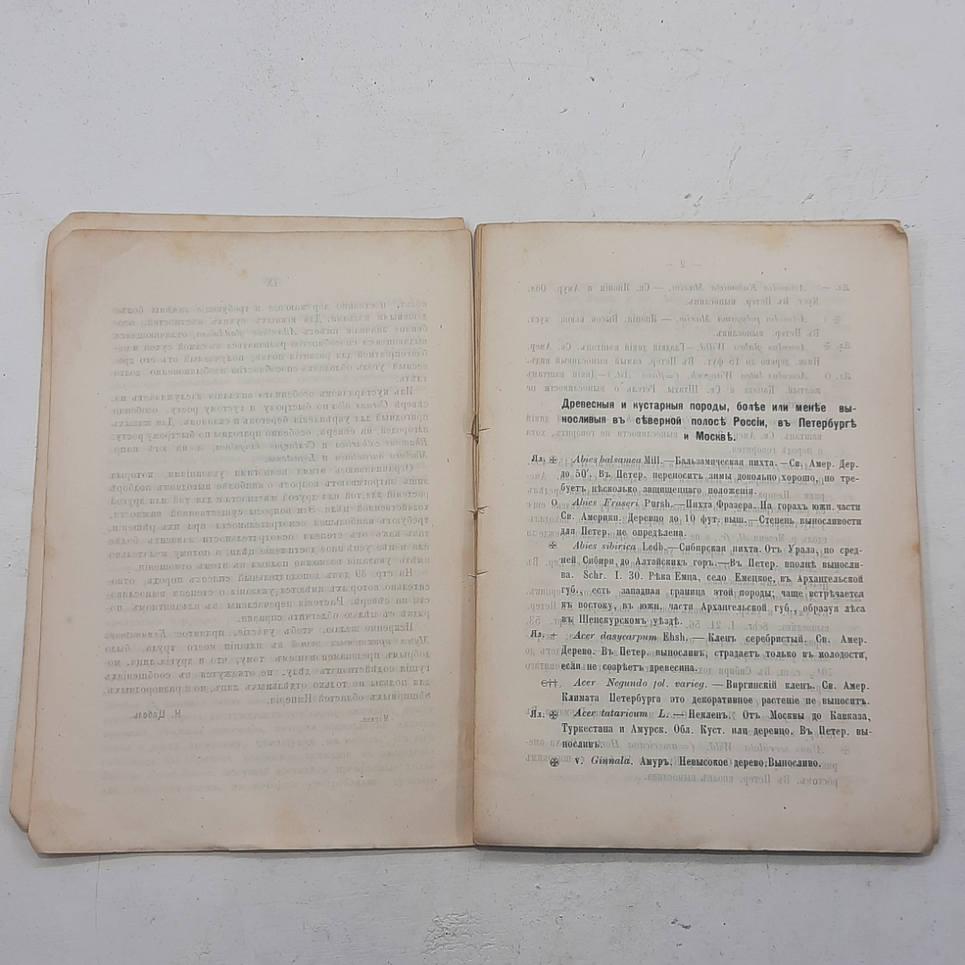 "Древесныя и кустарныя породы" Н.Е.Цабель. Картинка 3