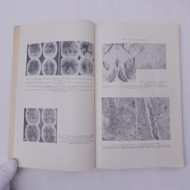 Картинка 6