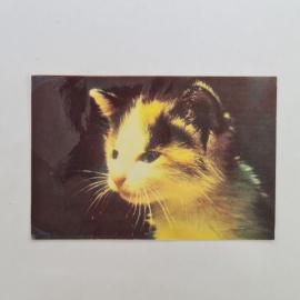 Карманный календарик СССР 1989. Котенок, домашние животные. Советский календарь винтажный