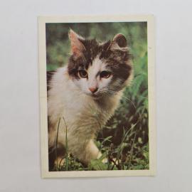 Карманный календарик СССР 1990. Котенок на траве, животные. Советский календарь