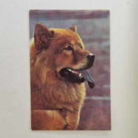 Карманный календарик СССР 1991. Чау чау, общество любителей природы и охраны животных. Советский кал