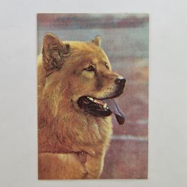 Карманный календарик СССР 1991. Чау чау, собака, общество любителей природы. Советский календарь