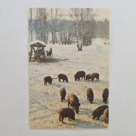 Карманный календарик СССР 1989. Дикие животные зимой, Росохотрыболовсоюз. Советский календарь