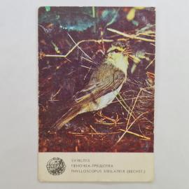 Карманный календарик СССР 1987. Пеночка трещотка, птица. Советский календарь Прибалтика