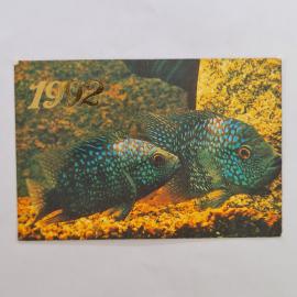 Карманный календарик 1992. Бриллиантовая цихлазома, аквариумные рыбы. Календарь винтажный
