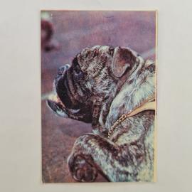 Карманный календарик СССР 1991. Английский бульдог, собака, животные. Советский календарь