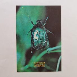 Карманный календарик СССР 1991. Cetonia aurata, жук на растении, насекомые. Советский календарь