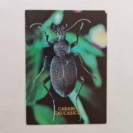 Карманный календарик СССР 1991. Жук Carabus Caucasicus, насекомые. Советский календарь