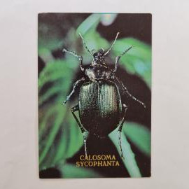 Карманный календарик 1991. Жук Calosoma sycophanta, насекомые. Календарь винтажный