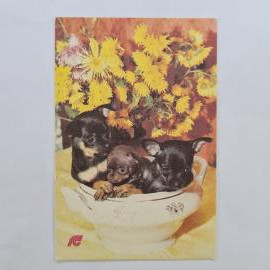 Карманный календарик СССР 1991. Страхование собак, щенки и цветы. Советский календарь