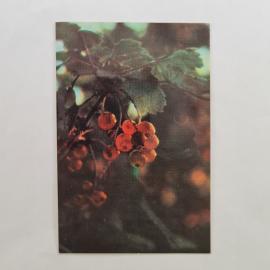 Карманный календарик СССР 1989. Ветвь рябины, фото Е. Кузовова. Советский календарь винтажный