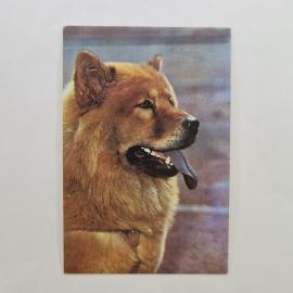 Карманный календарик СССР 1991. Чау чау, общество любителей природы и охраны животных. Советский кал