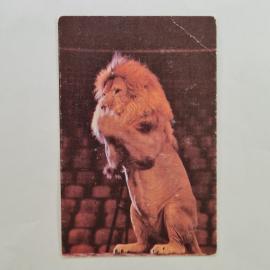 Карманный календарик СССР 1989. Лев, советский цирк. Советский календарь винтажный, животные