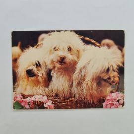 Карманный календарик СССР 1982. Цирк, собаки в корзине, животные. Советский календарь