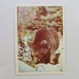 Карманный календарик СССР 1990. Медведь, фото И. Константинова, животные. Советский календарь