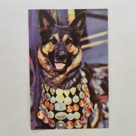 Карманный календарик СССР 1991. Немецкая овчарка, животные. Советский календарь