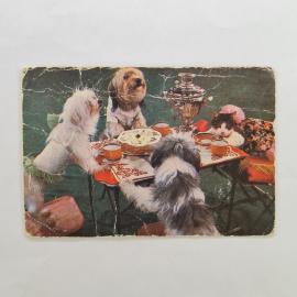 Карманный календарик СССР 1984. Цирк, Кошкин дом, собаки и кошка за столом. Советский календарь