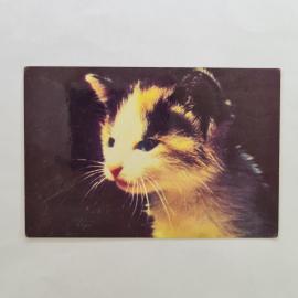 Карманный календарик СССР 1989. Котенок, фото А. Склизкова. Советский календарь винтажный