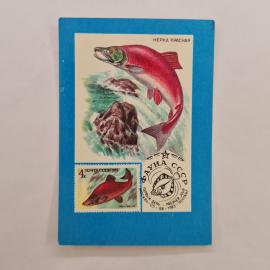 Карманный календарик 1991. Нерка красная, фауна, рыба на марке. Календарь винтажный