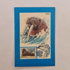 Карманный календарик СССР 1991. Морж, морские животные, почтовая марка. Советский календарь