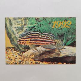 Карманный календарик 1992. Юлидохром регана, аквариумная рыба. Календарь винтажный издание Лиоурия៚