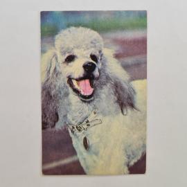 Карманный календарик СССР 1991. Королевский пудель, охрана животных. Советский календарь