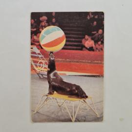 Карманный календарик СССР 1989. Морской лев с мячом, цирк. Советский календарь серия Советский цирк