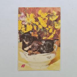 Карманный календарик СССР 1991. Страхование собак, щенки и цветы. Советский календарь