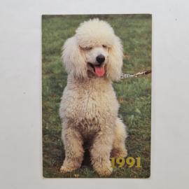 Карманный календарик СССР 1991. Белый пудель, собака. Советский календарь винтажный коллекционный
