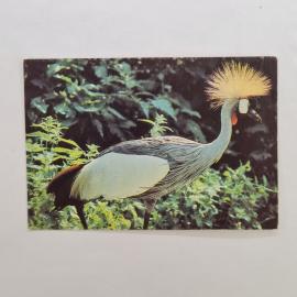 Карманный календарик 1992. Венценосный журавль, птица. Календарь винтажный коллекционный