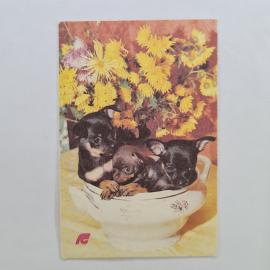 Карманный календарик СССР 1991. Страхование собак, щенки и цветы. Советский календарь