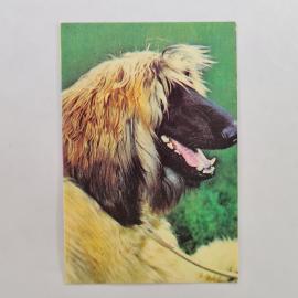 Карманный календарик СССР 1991. Афганская борзая, собака, животные. Советский календарь