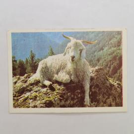 Карманный календарик СССР 1990. Коза в горах, животные. Советский календарь винтажный