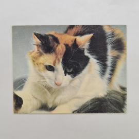 Карманный календарик СССР 1990. Кошка, домашние животные. Советский календарь винтажный