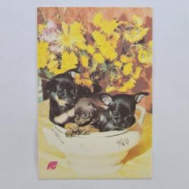 Карманный календарик СССР 1991. Страхование собак, щенки и цветы. Советский календарь