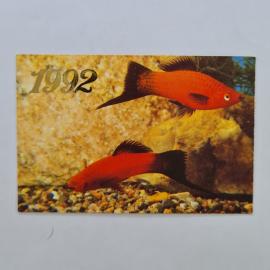 Карманный календарик 1992. Красный меченосец, аквариумные рыбы. Календарь винтажный