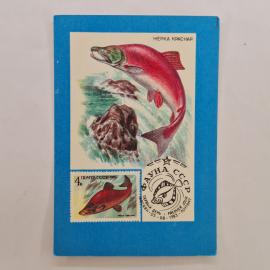 Карманный календарик СССР 1991. Нерка красная, почтовая марка, рыбы. Советский календарь