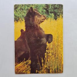 Карманный календарик СССР 1991. Бурый медведь на лугу, дикая природа. Советский календарь