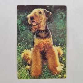 Карманный календарик СССР 1991. Эрдельтерьер, общество любителей природы и животных. Советский кален