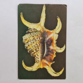 Карманный календарик СССР 1990. Морская раковина Lambis chiragra arthritica. Советский календарь