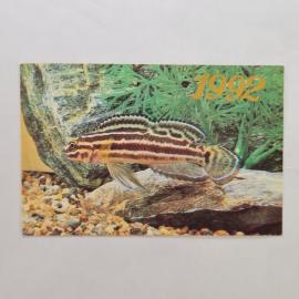 Карманный календарик 1992. Юлидохром Регана, аквариумная рыба, ихтиология. Календарь винтажный
