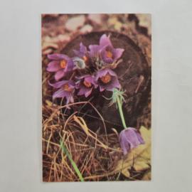 Карманный календарик СССР 1989. Лесные цветы, фото Е. Кузовова. Советский календарь винтажный