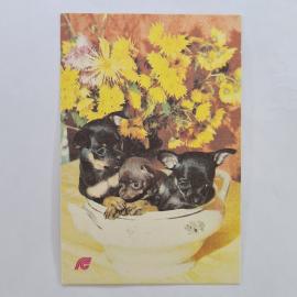 Карманный календарик СССР 1991. Страхование собак, щенки и цветы. Советский календарь