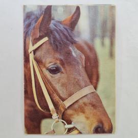 Карманный календарик СССР 1991. Харьков, зоопарк, лошадь, животные. Советский календарь