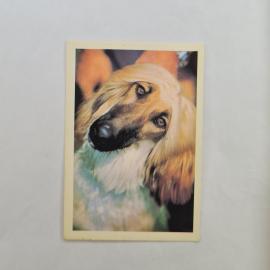 Карманный календарик СССР 1990. Афган, собака борзая, животные. Советский календарь