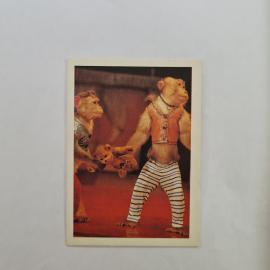 Карманный календарик СССР 1990. Дрессированные обезьяны, цирк. Советский календарь винтажный