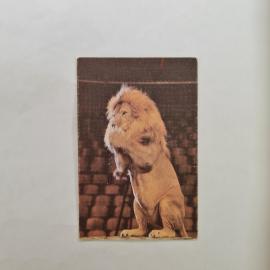 Карманный календарик СССР 1989. Лев, Советский цирк, животные. Советский календарь