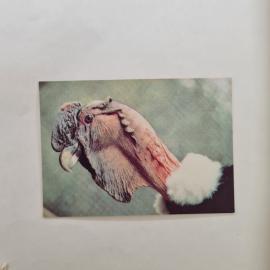 Карманный календарик СССР 1991. Зоопарк Харьков, птица, животный мир. Советский календарь