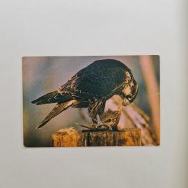 Карманный календарик СССР 1989. Сокол сапсан, птица из Красной книги. Советский календарь