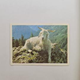 Карманный календарик СССР 1990. Коза в горах, животные. Советский календарь винтажный СССР
